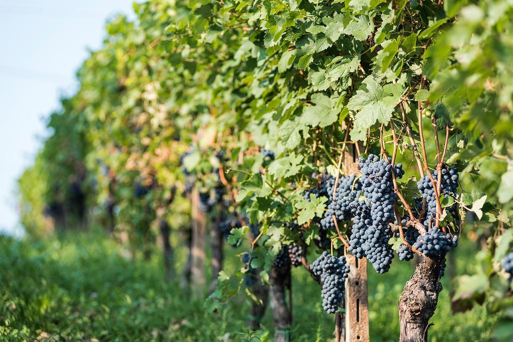 Agriturismo Albarossa Nizza Monferrato Ngoại thất bức ảnh