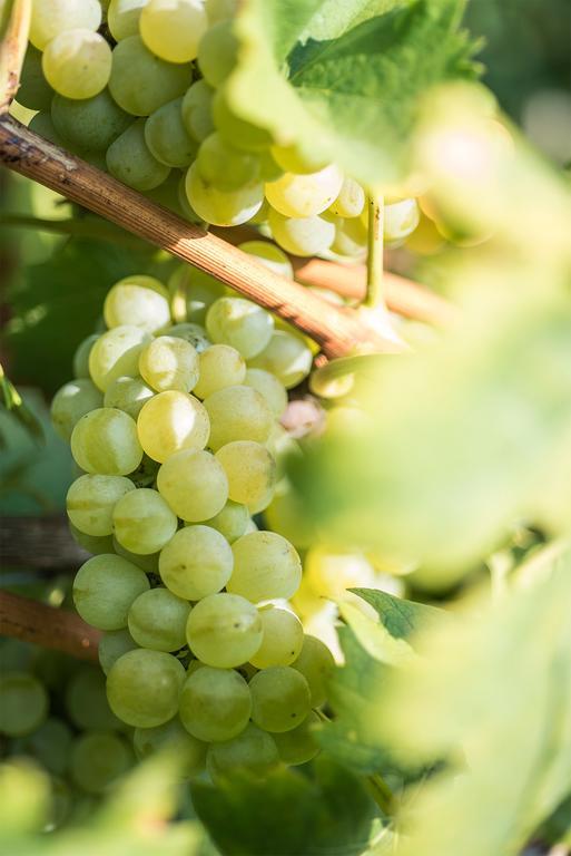 Agriturismo Albarossa Nizza Monferrato Ngoại thất bức ảnh