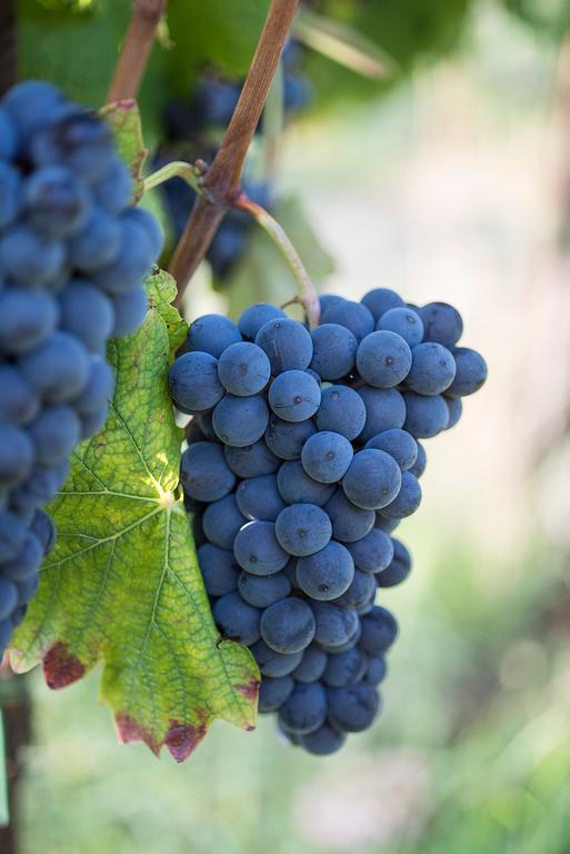 Agriturismo Albarossa Nizza Monferrato Ngoại thất bức ảnh