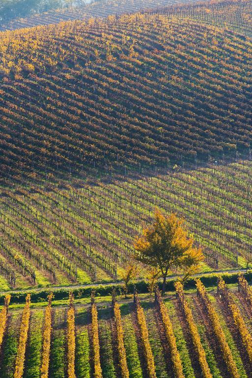 Agriturismo Albarossa Nizza Monferrato Ngoại thất bức ảnh
